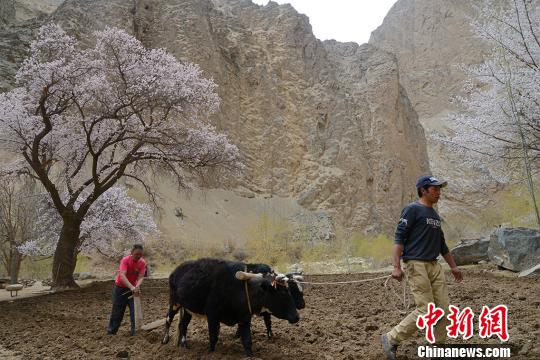 4月3日，杏花开遍山谷溪边，农民正在犁地。　勉征 摄