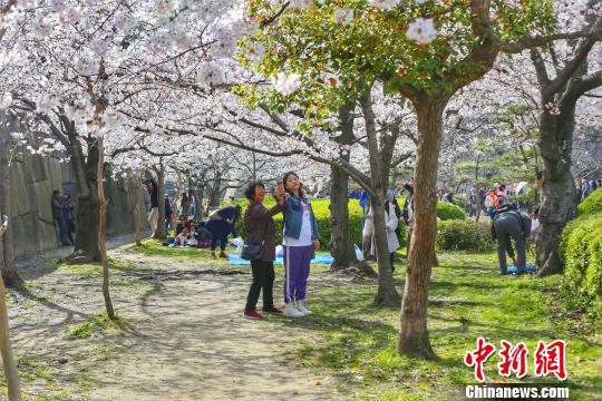 日本樱花盛放美景 杨滨 摄