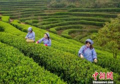 网红直播古老明前茶祭 “永泰绿”助力乡村振兴