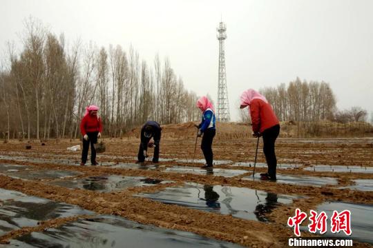 图为扦插育苗。　师忠 摄