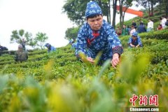 “土楼故里”福建南靖举办茶旅文化节 助力乡村振兴