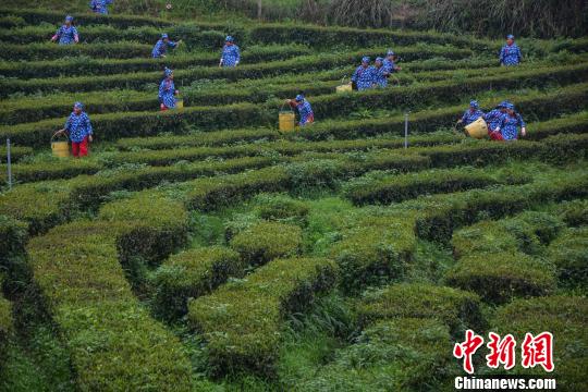 采摘活动现场。　龚雯 摄