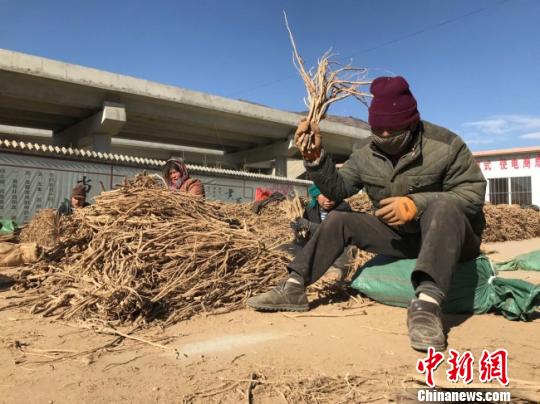 图为当地民众正在分拣药材。(资料图) 闫姣 摄