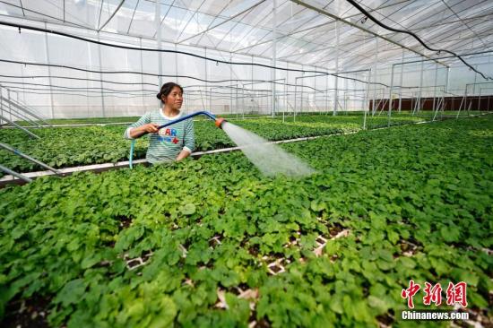 4月12日，贵州省镇宁县江龙镇水洞村蔬菜种植基地，一位农民在大棚里给苦瓜育苗浇水。2018年贵州省脱贫攻坚“春风行动”会议启动以来，贵州各地进行农业产业结构调整，调减玉米等低效农作物种植面积。2018年，贵州省镇宁县计划蔬菜种植29万亩、食用菌2000万棒、中药材种植15万亩、生态家禽存栏300万羽、出栏210万羽。通过产业结构调整，助农增收。/p中新社记者 贺俊怡 摄