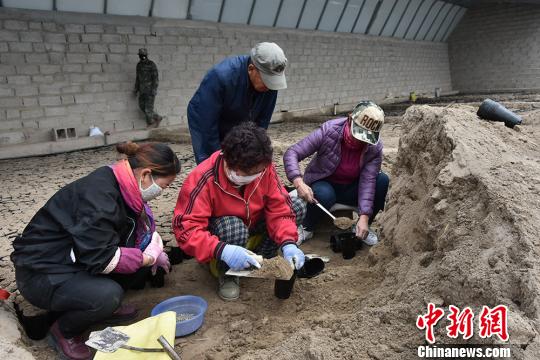 图为常乐村周边村民种植万寿菊。　魏金龙 摄