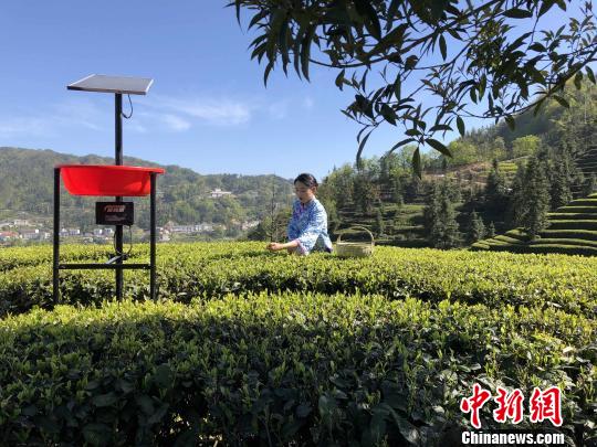 一名采茶女在茶园中采茶 郭晓莹 摄