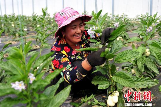 图为西藏白朗县农牧民在现代化温室大棚中打理人参果苗。　江飞波 摄