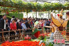 40余国客商参展第二十届中国（寿光）国际菜博会