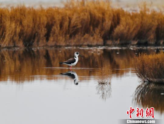 黑翅长腿鹬宛若处子静静站在水中央。　额丽其格 摄