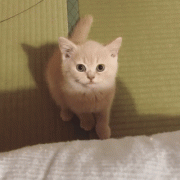 中国宠物消费市场规模达1700亿元 年轻人是主力军