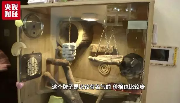 中国宠物消费市场规模达1700亿元 年轻人是主力军