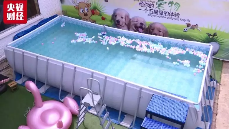 中国宠物消费市场规模达1700亿元 年轻人是主力军