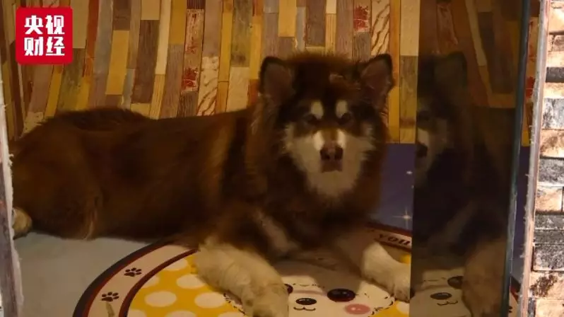 中国宠物消费市场规模达1700亿元 年轻人是主力军