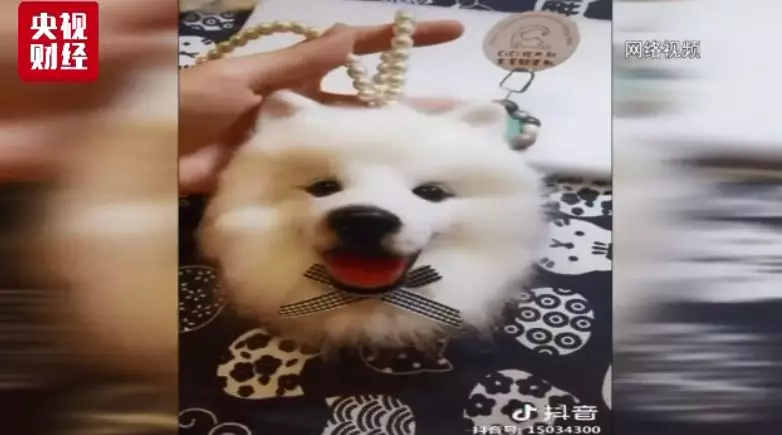 中国宠物消费市场规模达1700亿元 年轻人是主力军