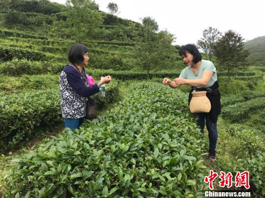 民众在近千米的茶场上采摘春茶 蔡敏婕 摄