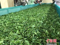 粤开采千米高山茶 冀提升质量进入粤港澳大湾区市场