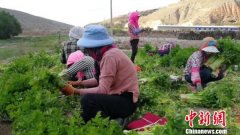 甘肃渭源黄土梁引水入田 养羊种菜“绿色”脱贫