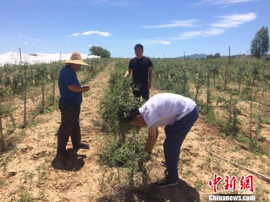 王进何还成立了枸杞农民专业合作社，采取“合作社+农户”的方式。　刘志强 摄