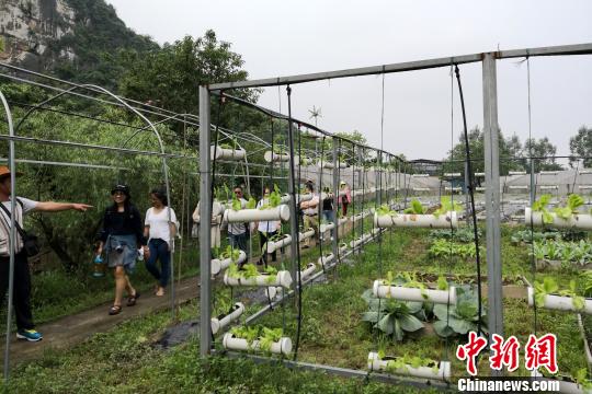 图为参访团考察有机农产品项目。　赵琳露 摄