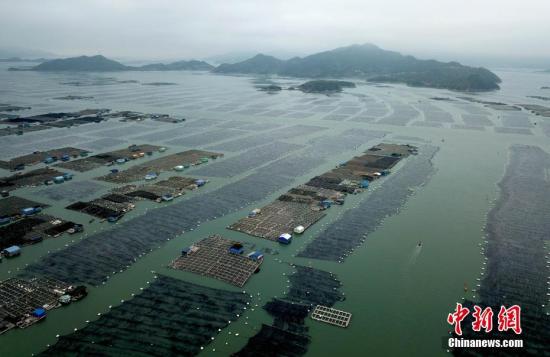 霞浦县地处福建省东北部，陆地面积1489.6平方公里，海域面积29592.6平方公里。霞浦是“中国海带之乡”、“中国紫菜之乡”。海洋鱼类700多种，滩涂生物200余种，主产大黄鱼、石斑鱼、弹涂鱼和海带、紫菜、牡蛎及蟹、蛏、蛤、蚶等。图为4月10日，空中鸟瞰福建霞浦县“海上牧场”，蔚为壮观。/p中新社记者 王东明 摄