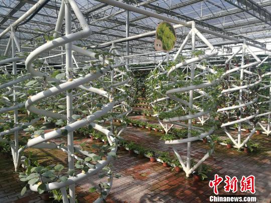 高科技温室种植展示棚。 起钰婷 摄 高科技温室种植展示棚。 起钰婷 摄