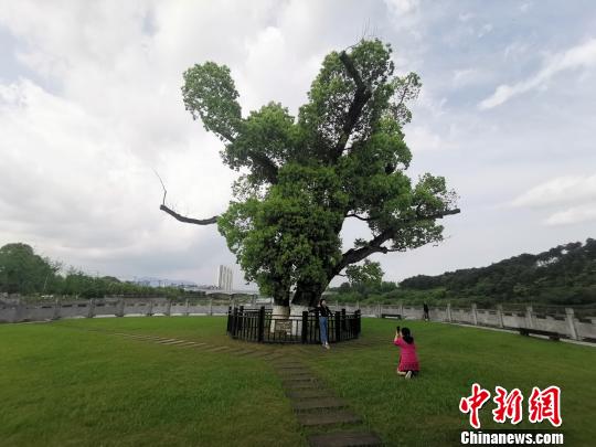 新安江畔百年古树郁郁葱葱。　张俊 摄