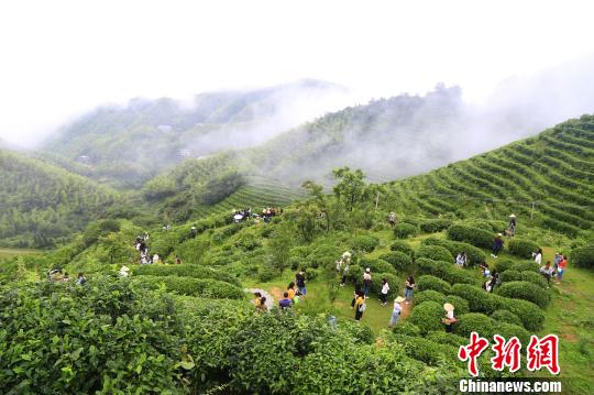 游人体验采茶。南岳区供图