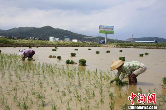 国家南繁科研育种核心区——陵水安马洋基地。　王晓斌 摄