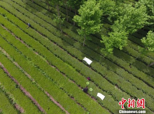 图为航拍甘肃陇南市茶叶主产区茶园。　李董 摄