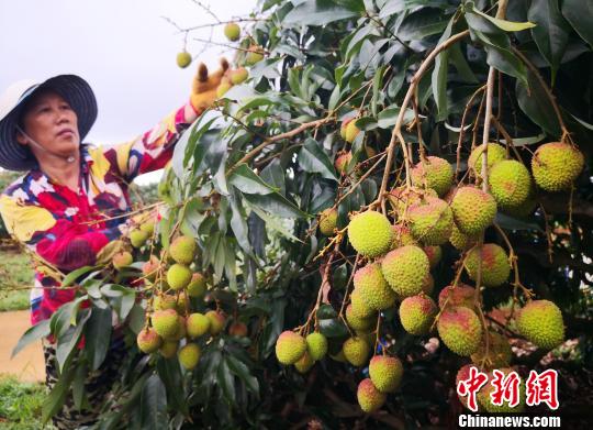 5月8日，工人在位于海口市琼山区三门坡镇的荔枝种植基地采摘荔枝。　尹海明 摄