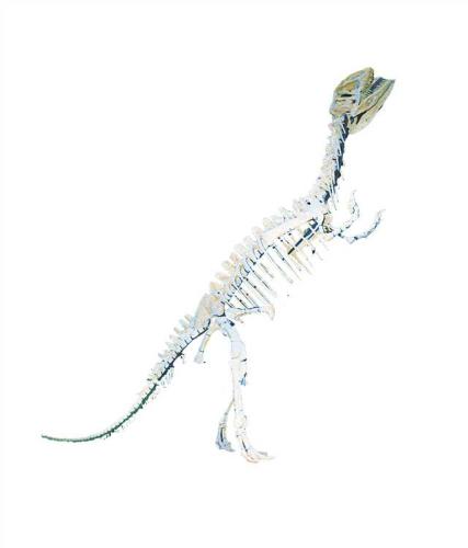 “上游永川龙”化石