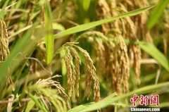 袁隆平“超优千号”三亚测产 机械覆膜种植挖掘品种潜力