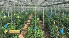 <b>中国种子的漂亮反击战！农户一天要摘1000多斤黄瓜，累并快</b>