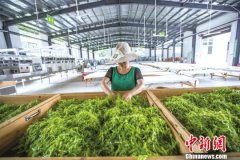 张家界莓茶变身“黄金叶” 敲开农户“致富门”