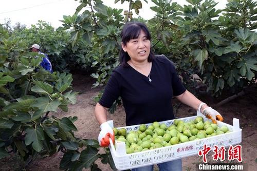 9月中旬，山东荣成无花果进入秋果成熟期，果农们忙着摘果、分级、销售。作为当地具有独特风味的生鲜水果，近年来，受到越来越多民众的喜爱。/p中新社记者 任海霞 摄