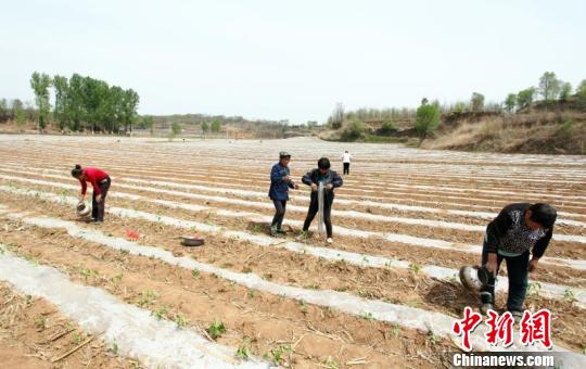 时下，正是辣椒的播种旺季，走进南里乡东庄村，辣椒种植基地里一派繁忙。一畦畦生机盎然的辣椒苗遍布在广袤的田地里，嫩嫩的苗生机勃勃，翠绿诱人……沁县南边的小村庄积极发展辣椒种植，让广大村民尝到了种地的甜头。　秦超 摄