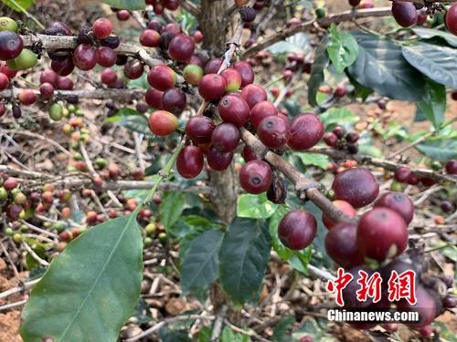 已经成熟等待采摘的咖啡豆。/p中新网 吴涛 摄