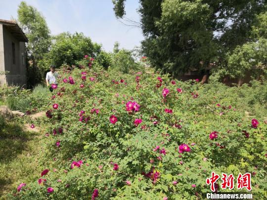 图为一位游客穿行在玫瑰花田。　杜萍 摄