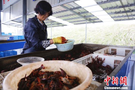 图为养殖户在分检饲养的龙虾。　钟欣 摄