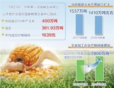 合理运用调控手段 临储玉米拍卖成粮市“稳定器”