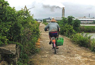 浙江乐清血蚶养殖消亡危机：污水处理厂挤占空间