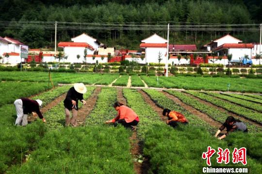 图为甘肃徽县当地苗农打理苗木。(资料图) 张承荣 摄