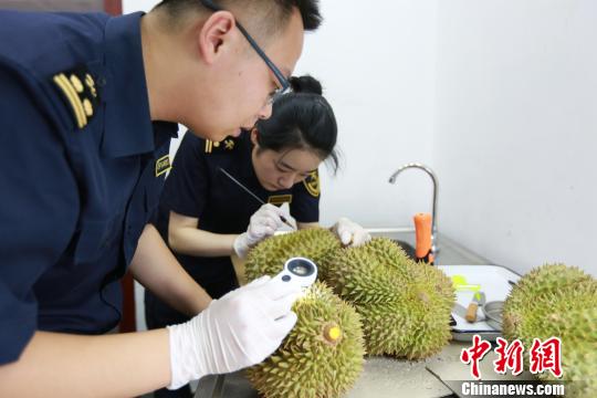 长沙黄花机场海关关员对该批进口水果进行查验。长沙海关供图