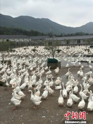图为清波鹅业养殖场。　受访者提供 摄