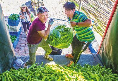 记者调查：高菜价下 菜农的收入增加了吗？