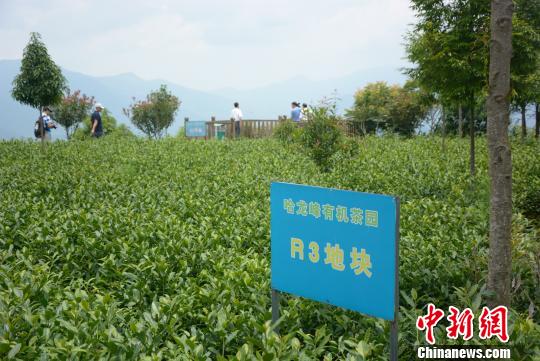 哈龙峰有机茶园。　龚雯 摄