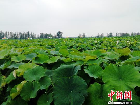 资料图：鱼台县王鲁镇孟楼村合作社藕虾共作的荷塘。　郝学娟 摄