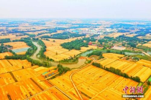 资料图：皖北平原许多小麦种植区，进入收割期。刘浩 陈杰 摄