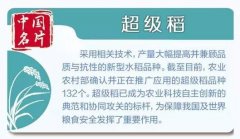 超级稻为啥这么牛？原来袁隆平有个“禾下乘凉梦”