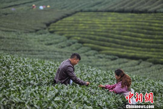 图为茶农在采茶。　瞿宏伦 摄